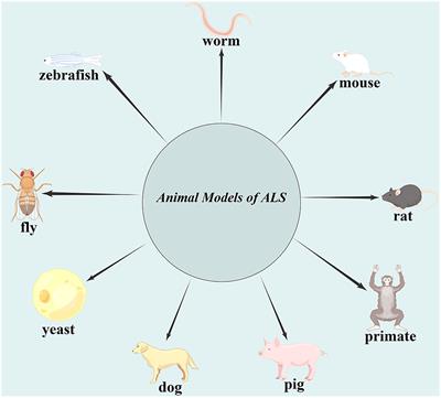 The usage and advantages of several common amyotrophic lateral sclerosis animal models